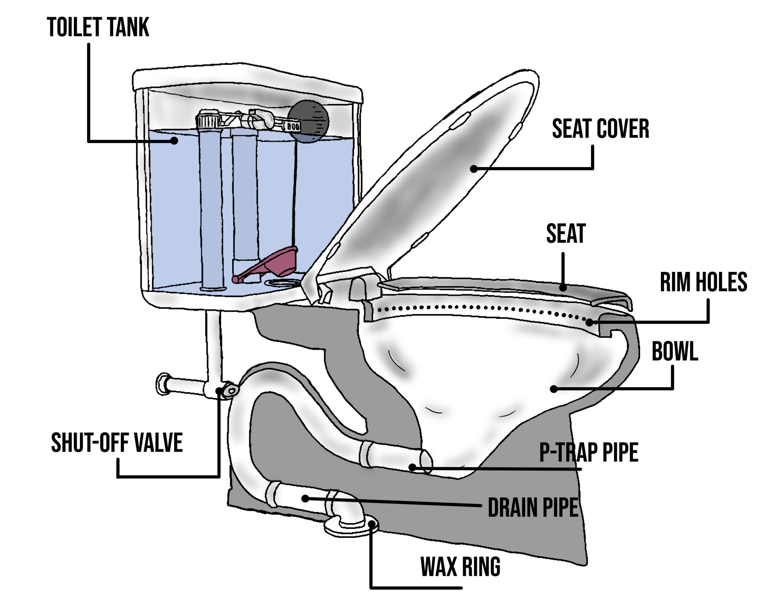 toilet anatomy What happens to sewage